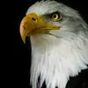 Hugo Gómez 🦅🦅🦅 - @hugogomes4739 - TikTok