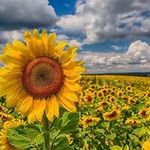 Hugo Guardado - @hugo.guardado.5 - Instagram