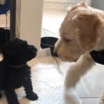 Hendricks & Hugo - @hendricksandhugo - Instagram