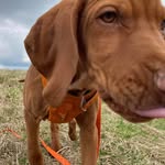 HUGO - Rebel Royal de Hunter - @_hugo_vizsla_ - Instagram