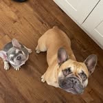 Hugo & Hunter Quinn 🐾🇬🇧 - @hugoandhunter_quinn - Instagram