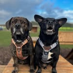 🩵Hugo and Hunter🩵 - @hugo_hunter_the_cockapoochies - Instagram