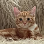 Hugo Rudi Hunter - @hrh_hugo_gingertom - Instagram