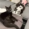 Hugo&Hunter🖤 - @purringpair - TikTok
