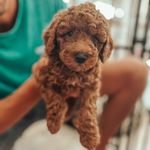 H ᴜ ɢ ᴏ - Kʟᴇɪɴᴘᴜᴅᴇʟ - @_kleinpudel_hugo - Instagram