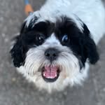 Hugo Lane - @hugotheschichon - Instagram