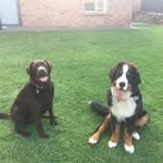 Hugo & Murphy - @hugoandmurphy - Instagram
