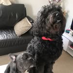 Hugo & Murphy - @hugo_murphy090 - Instagram