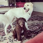 Hugo & Murphy - @hugoandmurph_ - Instagram