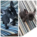 Hugo & Murphy - @frenchie_brothers_hugo_murphy - Instagram