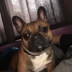 Hugo Murphy - @hugofrenchieboi - Instagram