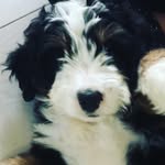 Hugo Murphy - @hugo_the_bernedoodle - Instagram
