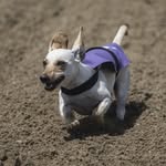 Hugo murphy - @hugo_murphy_dachshund - Instagram