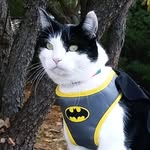 Hugo Murphy - @hugo_the_cat_dog_7779 - Instagram