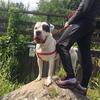 Hugo Murphy - @hugo_the_boss_bullykutta - TikTok