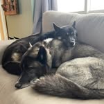 Hugo&Murphy - @doshuskitas - Instagram