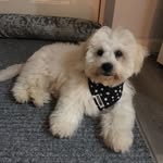 Hugo Jammie Potts - @hugo_the_shichon_pup - Instagram