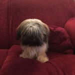 William Potts - @hugo_bear_potts - Instagram