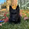 Hello Scottie Hugo - @hello_scottie_hugo - TikTok