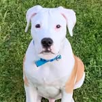 HUGO - @hugo_scottamericanbulldog - Instagram