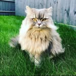 Hugo - @hugo_scottish - Instagram