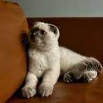 Hugo, Scottish Fold - @hugo.scottish.fold - Instagram