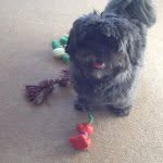 Hugo The Dog - @hugoscott03 - Instagram