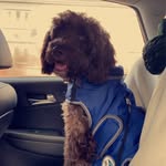 Hugoscott - @hugotheboss36 - Instagram