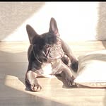 @hugoscott_frenchie - Instagram