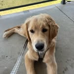 Hugo - The Golden Retriever - @hugowhite_thegolden - Instagram