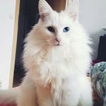Hugo - @hugo_white_cat - Instagram