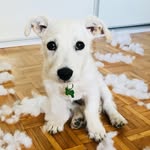 Hugo - @hugo_white_dog - Instagram