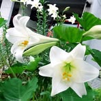 Huimin Chen - Facebook