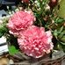 Huiwen  Cheng - Facebook