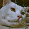 Huma Afzal - @huma.afzal20 - TikTok