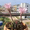 HUMA ALİ - @huma.aliii - TikTok