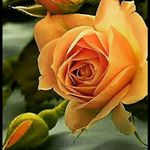 Huma Imtiaz - @huma_imtiaz218 - Instagram