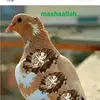 Huma khatoon - @user66255689 - TikTok