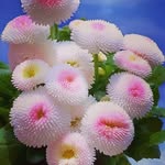 humaira memon - @humeramemon22 - Instagram