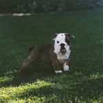 Humphrey Jackson - @humphreyjackson_thebulldog - Instagram