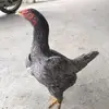 Hùng gà ❤️ - @hungbanh56789_ - TikTok