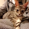 Hung Chang - @30399898569 - TikTok