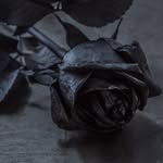 Hùng Hồng🥀 - @nhhung17 - Instagram