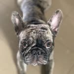 ฮังเล_เทโพ_หมาติ้งต๋อง - @hunglei_thepho_frenchie - Instagram