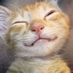 Hung-lei - @hunglei_cat - Instagram
