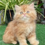 🥵 - @hunglei._.meow - Instagram