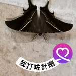 Kung Hung Poon - @hungpoon1760 - Instagram