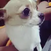 Hung Shih Yi - @2147737992 - TikTok
