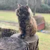 Hung Solo - @scruffynerfer77 - TikTok
