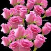 🦋 HUNG THÂN 🦋 - @hung.thn47 - TikTok